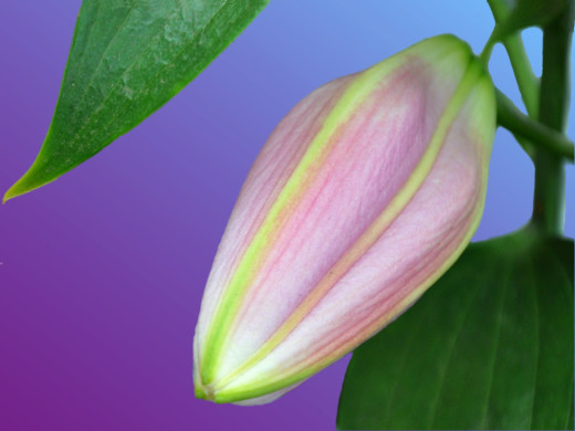 429363 (a): :1600x1200